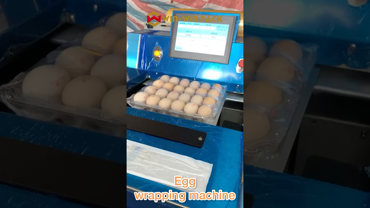 Fully Automatic Egg Packaging Machine | Safe Shockproof Design, Easily Handles Eggs 