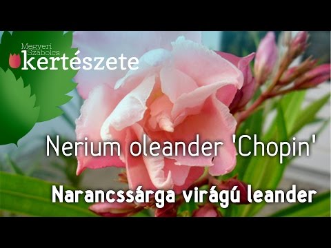 Videó: Az oleander-betegségek hibaelhárítása: tippek a neriumrák kezelésére