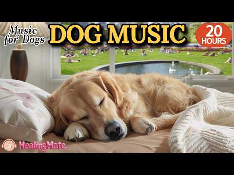 강아지가 좋아하는 음악🐶💖강아지 수면 음악 20시간🐶🎵강아지 홀로 남은 분리불안 음악🎵강아지 스트레스 프리 편안한 수면 음악🎵외출할때 출근할때 꼭 틀어주세요 by 힐링메이트