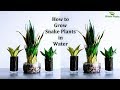 How to Grow Snake plants | Easy to Decorate Snake plants//GREEN PLANTS