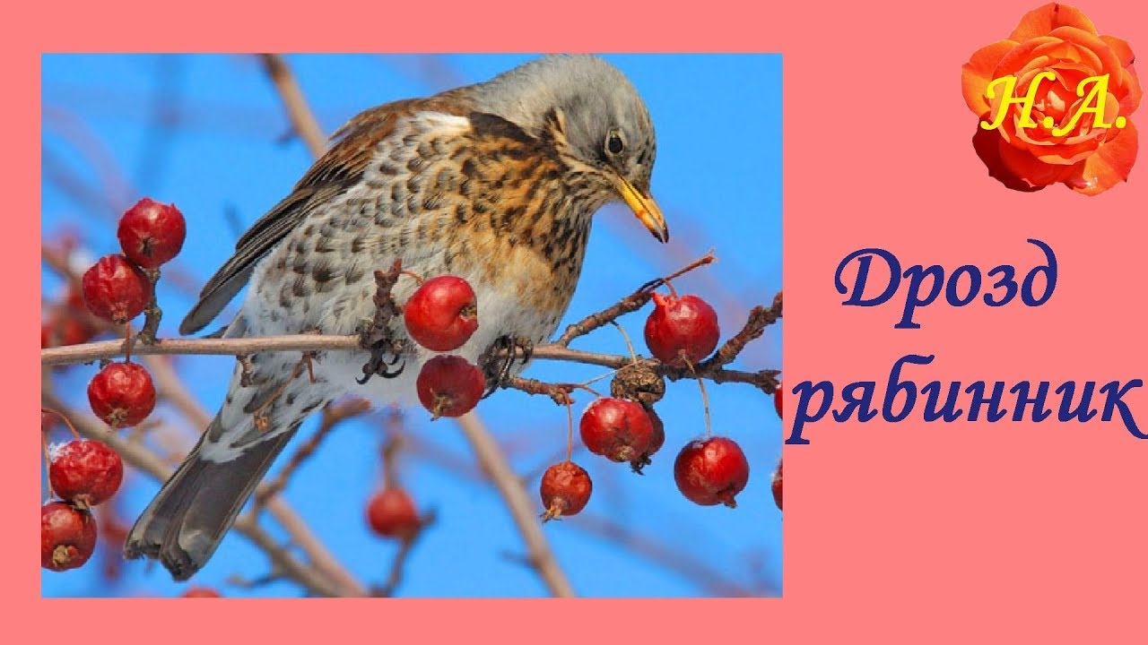 Дрозд рябинник Красивая птица🐦 - YouTube