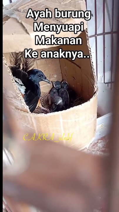 Intip Induk Murai Jantan Meloloh Anaknya #murai #muraibatu #peternakmuda #peternakpemula #hobby
