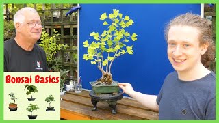 Can you make Bonsai from  Ginkgo 🌿 | Air Layering, Cuttings, & Q&A w/ Notion Bonsai! screenshot 4