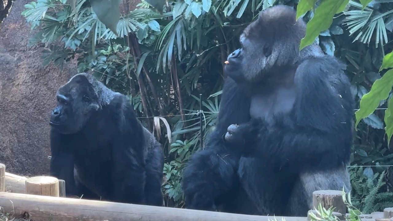 ゴリラさん出勤の時間【‎2026年2月5日‎】【上野動物園】ゴリラ - YouTube