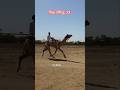 विश्व प्रसिद्ध ऊट #camel #desertlife #rajasthanicluture #life #tranding #viral #deshi #dancer #top