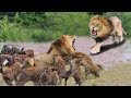 OMG! 20 Hyena destroy King Lion, Poor Lion try escape Hyena! Epic Battle of Lion vs Hyena