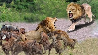 OMG! 20 Hyena destroy King Lion, Poor Lion try escape Hyena! Epic Battle of Lion vs Hyena