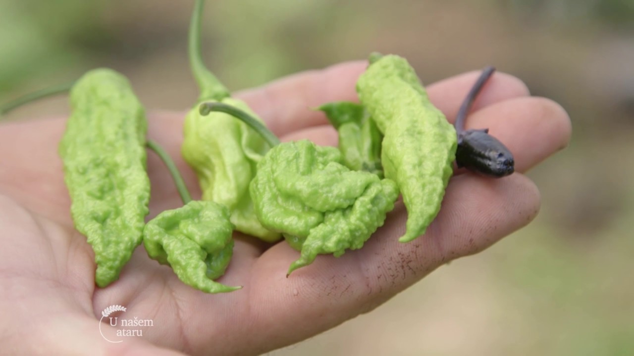 Proizvodnja i prerada ljutih papričica - U nasem ataru 700
