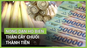 Biến thân cây chuối thành tiền | VTC16
