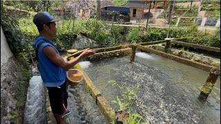 BAPAK INI BUDIDAYA IKAN MAS DENGAN PERCOBAAN AWAL TEBAR PER LITER ISI 250KEOR