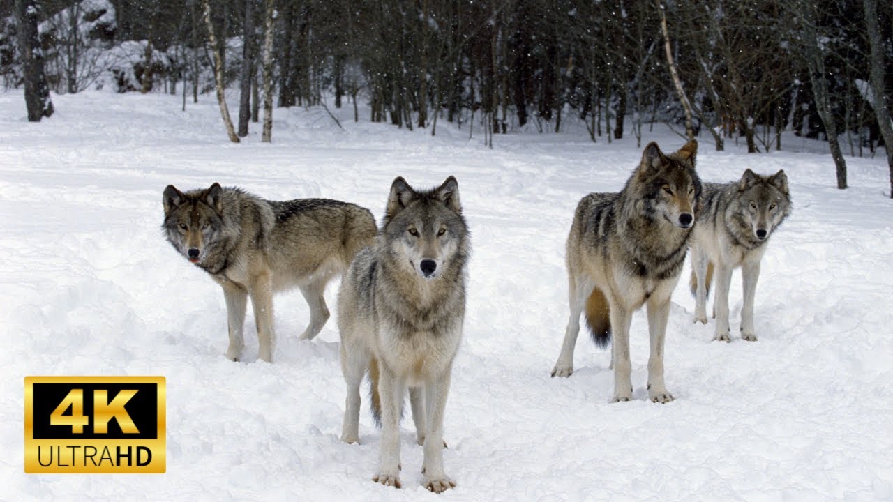 Adorable Animals in the Wild: Aww-Inspiring Moments! (Music and video to relax.)