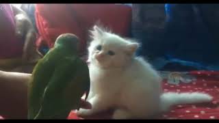Funny Parrots Annoying Cats Compilation 2018 |EPIC! Parrot vs Cat,