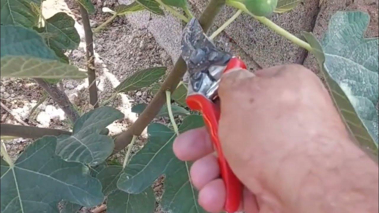 Grow Fig Tree Ripen Figs Faster With This Simple Trick YouTube