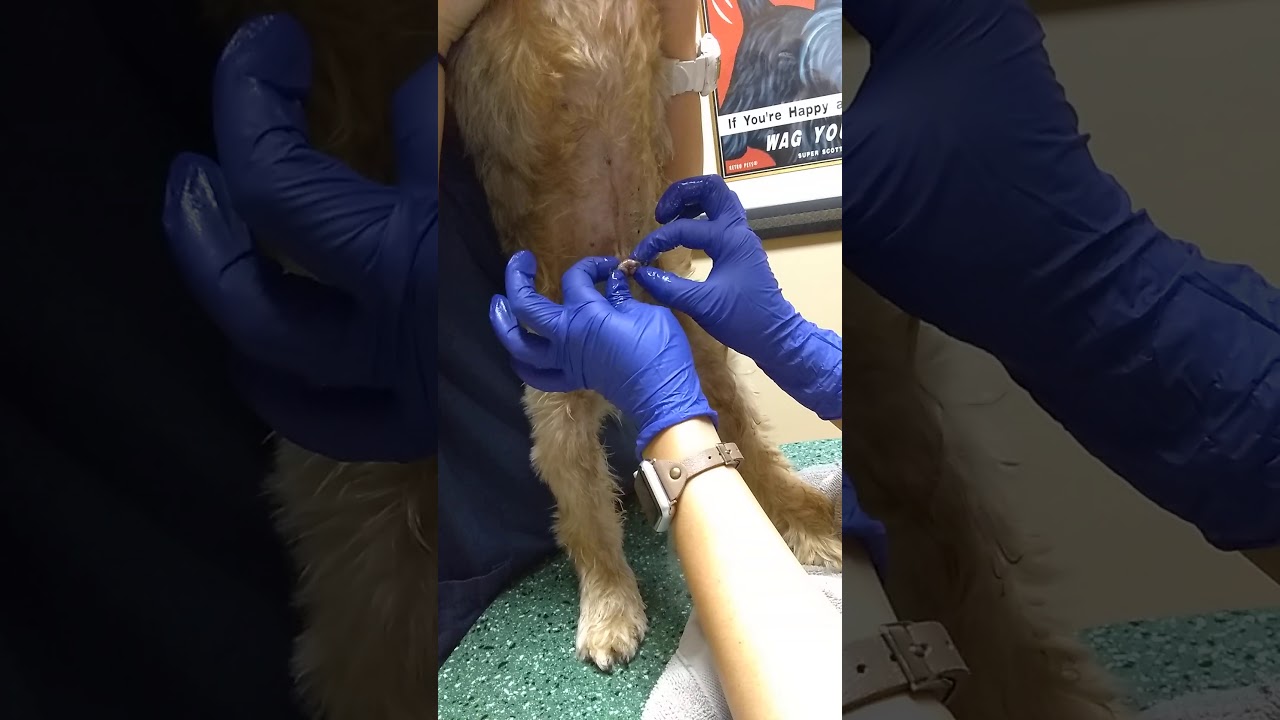 Treating Your Dog'S Un-Retracting Penis At Home Save $200 Vet Bill