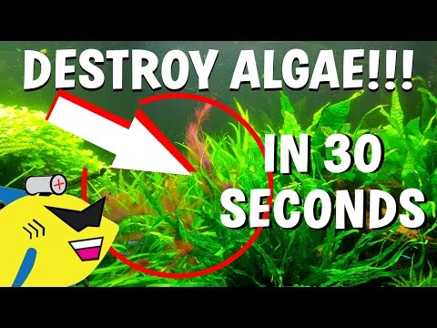 Video: How To Get Rid Of Algae In Your Aquarium