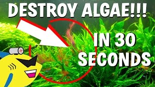 How To DESTROY Algae in 30 Seconds (Get Rid Of Aquarium Algae FAST)