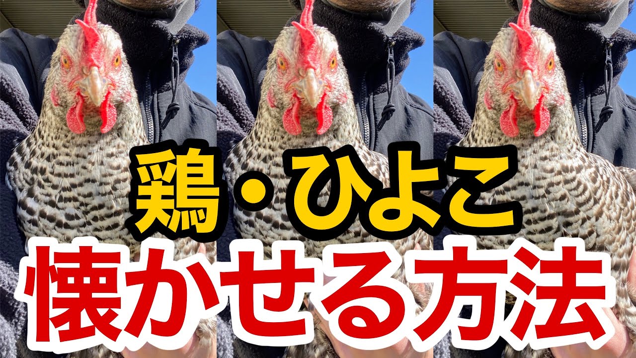 【1週間で効果あり】にわとり・ひよこを懐かせる確実な方法。