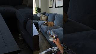 I think I need to up my security 😅🥷#FrenchBulldog #guarddog #FunnyDogs #homeinvasion #robbery