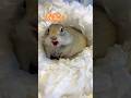 ピー助に違う名前呼んでみたら...... #ピー助 #リチャードソンジリス #animal #cute