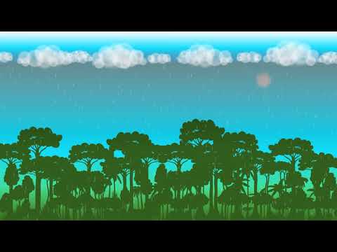 De Zaken van Zwijsen | Klimaat in het regenwoud
