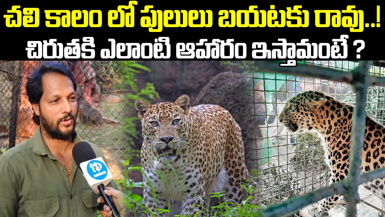 చిరుతకి ఎలాంటి ఆహారం ఇస్తామంటే ? || leopard In Vizag Zoo || iDream New