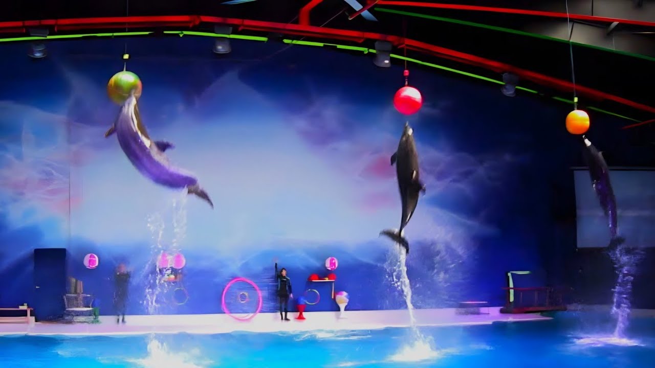 Best of the Dubai Dolphin Show | Best stunts compilation