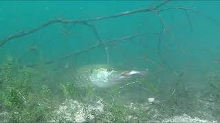 Подводная съемка атака щуки на живца