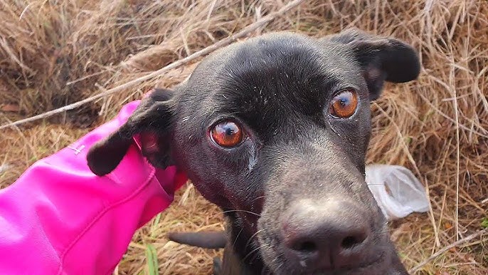 Friendly Stray Dog Was Begging Me To Rescue Her - YouTube