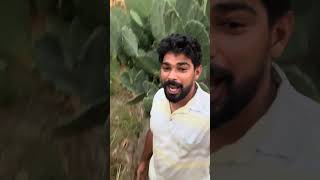 Palma orelha de elefante #fazenda #pecuarista #gado #agro #sindiamantes #mercadoagricola #vaca