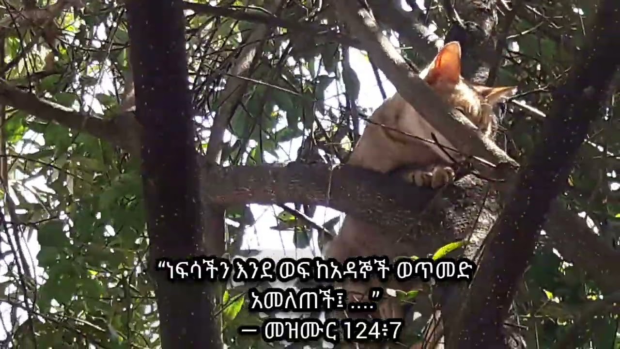 “ነፍሳችን እንደ ወፍ ከአዳኞች ወጥመድ አመለጠች