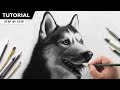 Beginner's Guide to Drawing a Realistic Husky 🐶