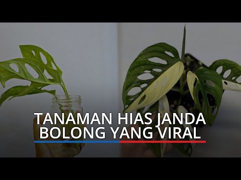 Janda Bolong yang Viral, Tanaman Hias yang Harganya Meroket Capai Ratusan Juta  Rupiah - YouTube