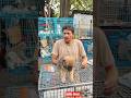 Pet Market Kolkata 😍/lowest price puppy dog/Gallif Street dogs #shorts #viral #dog #dogs #doglover