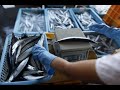 日本秋刀魚漁穫創50年來新低 怪罪台灣、中國過度捕撈