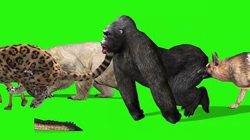 Wild Animals Run Cycle | Green Screen Animation Pack HD Free