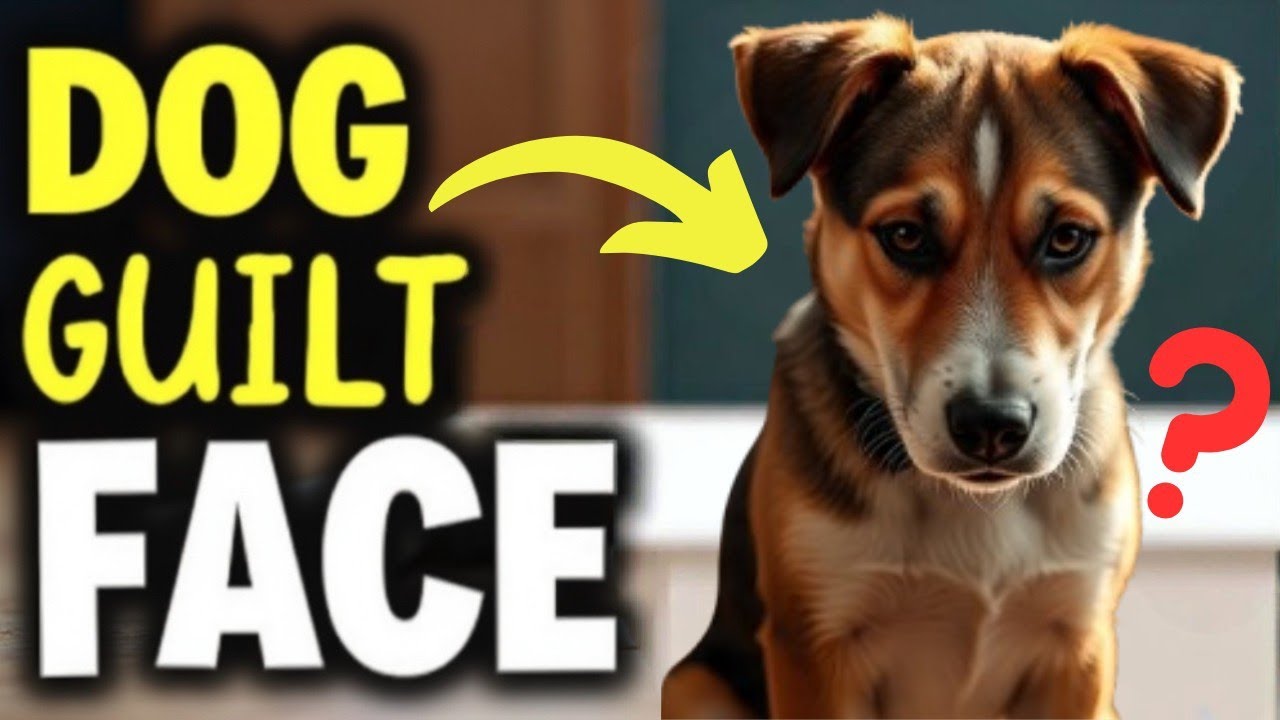 Do Dogs Actually Feel Guilt?