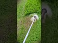 a simple machine that is easy to use for cutting garden grass #shorts