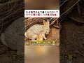 なぜ巣穴を土で封じるのか！？ ウサギ母の驚くべき育児方法！ #ウサギ #動物の育児 #自然界 #子育て #野生動物
