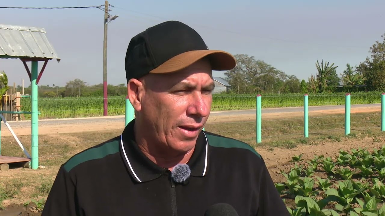 Productor de tabaco desafía la crisis energética