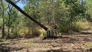 Removing a Dead Ironbark + Termites!