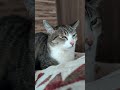 充電中のキジ猫😸 - My cat's charging - #shorts #cat