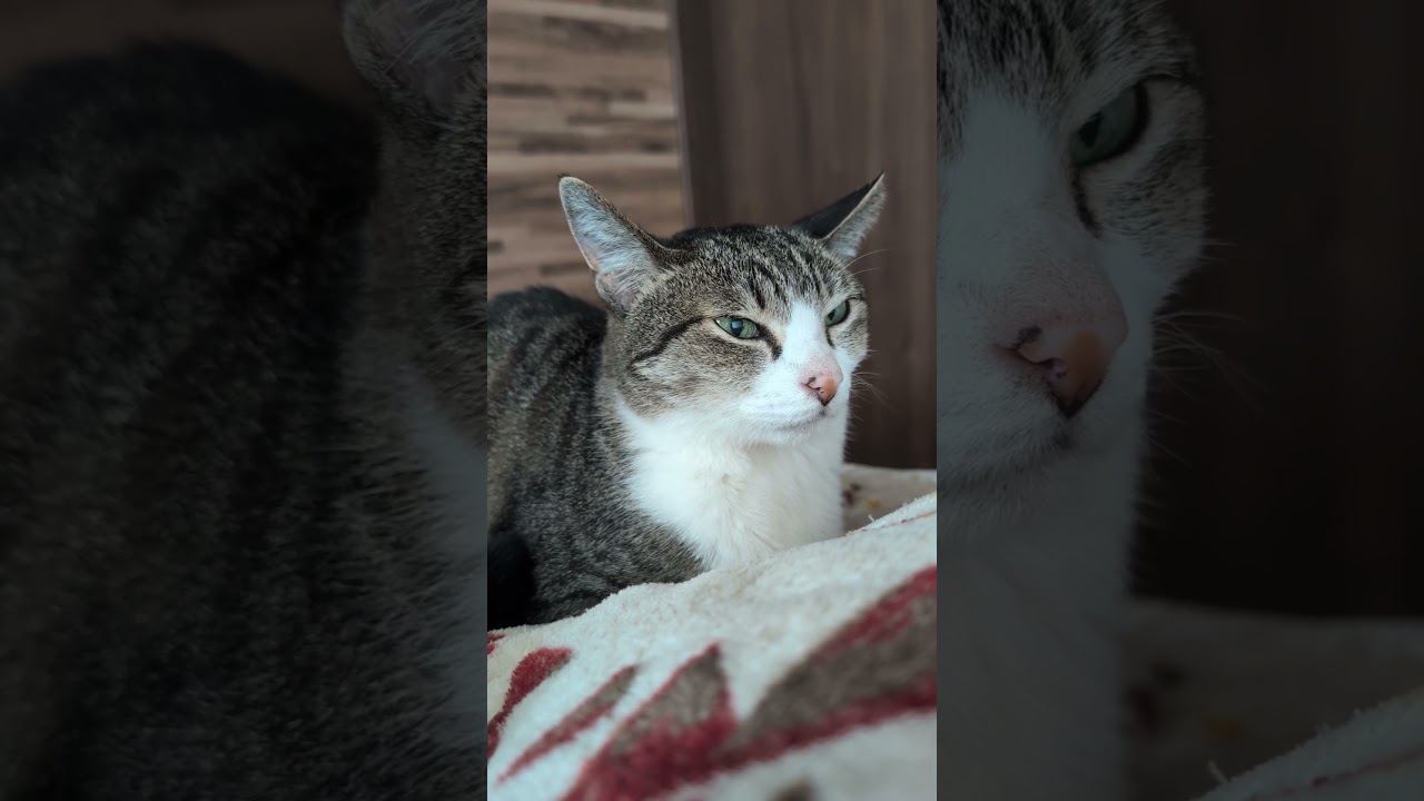 充電中のキジ猫😸 - My cat's charging - #shorts #cat
