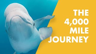 The Amazing Journey Of Tyonek - A Stranded Beluga Calf Rescued By SeaWorld