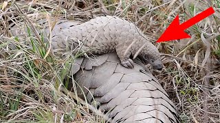 Cutest Pangolin Pup Ever
Have you ever heard of the pangolin? No. Well you’re not along despite being the world’s most trafficked mammals few people have heard of these animals which are also known as scaly anteaters.
There are 8 species of the pangolin which can be found across two continents. Four can be found in Africa and the other four can be found in Asia.
The Asian pangolins
Indian Pangolin (Manis crassicaudata) Endangered
Chinese Pangolin (Manis pentadactyla) Critically Endangered
Sunda Pangolin (Manis javanica) Critically Endangered
Philippine Pangolin (Manis culionensis) Critically Endangered
The African Pangolins
Black-bellied pangolin (Phataginus tetradactyla) Vulnerable
White-bellied pangolin (Phataginus tricuspis) Endangered
Giant Ground pangolin (Smutsia gigantea) Endangered
Temminck’s Ground pangolin (Smutsia temminckii) Vulnerable Cutest Pangolin Pup Ever