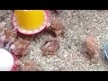 How to best manage the KENBRO chicks