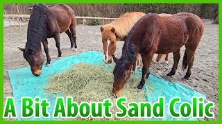A Quick Tip About Sand Colic In Horses