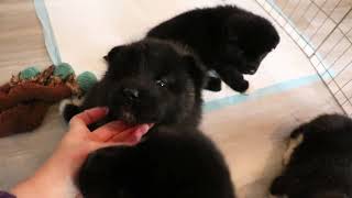 Black Akita Puppies #ArcticAkitas #AKC #akitapuppy -  www.ArcticAkitas.com - 907-978-3158