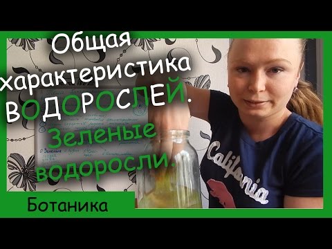 Характеристика и классификация водорослей. Зеленые водоросли.