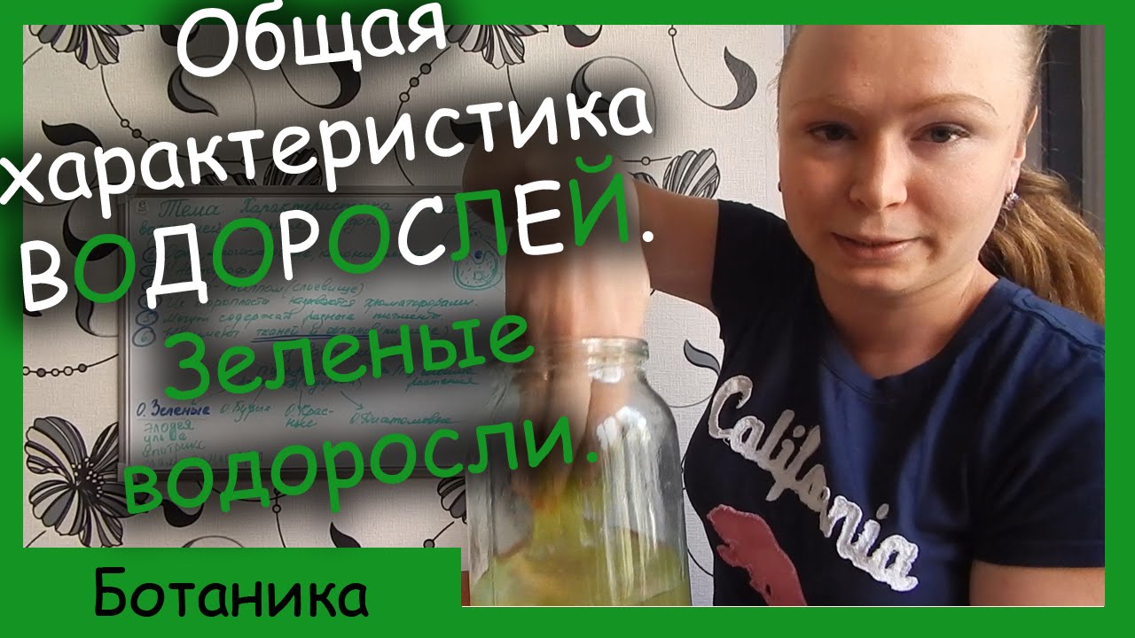 Характеристика и классификация водорослей. Зеленые водоросли.