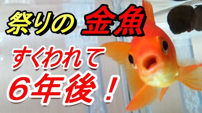 金魚すくい ６年後 大切に飼ってみよう 楽しいよ Youtube